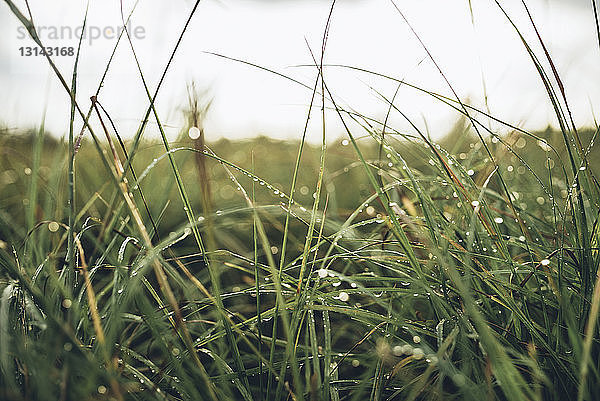 Nahaufnahme von nassem Gras auf Feld gegen Himmel