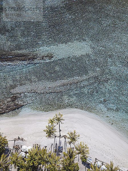 Luftaufnahme der am Strand der Malediven wachsenden Palmen