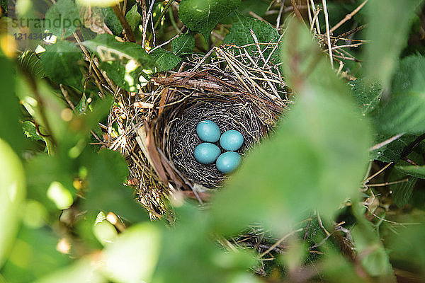 Hochwinkelansicht von Eiern im Vogelnest