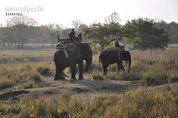 Indien  Orissa  Kanha-Nationalpark  Elefanten