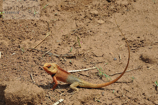 Indien  Orissa  Chattisgarh  Chamäleon