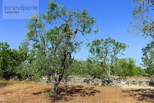 Italien  Apulien  Olivenbäume