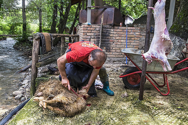 Albanien  Erseke  Schlachtung eines Schafes