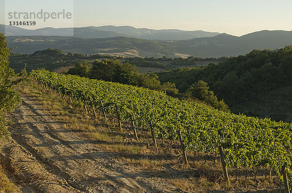 Italien  Toskana  Val d'Elsa  Landschaft