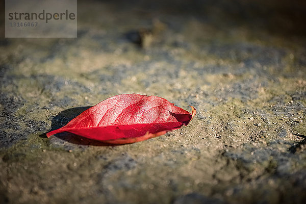 Rotes Blatt auf Fels  Deutschland  Europa