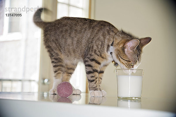 Kätzchen trinkt Milch aus einem Glas