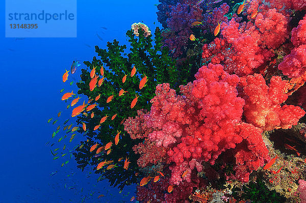 Bunte Fische schwimmen im Korallenriff