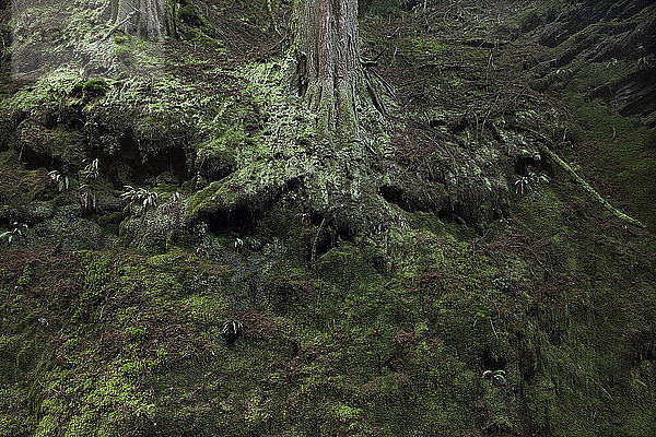 Wurzeln von Waldbäumen  bedeckt mit grünen Flechten und Moos