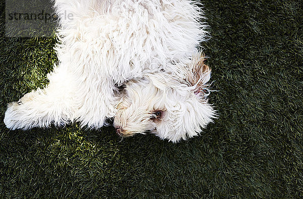 Weißer zotteliger Hund auf grünem Gras liegend