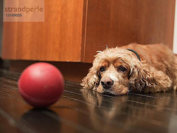 Haustier Hund auf dem Boden liegend und Blick auf roten Ball