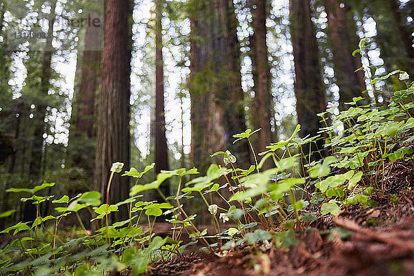 Wildblumen  Humboldt Redwoods State Park  Kalifornien  USA