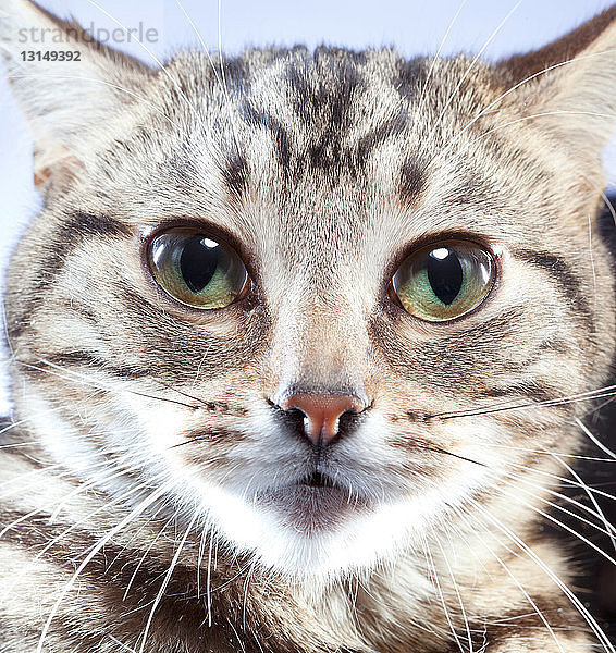 Porträt einer Katze  Nahaufnahme