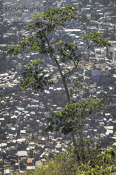Luftaufnahme einer baumreichen und überfüllten Favela  Rio De Janeiro  Brasilien