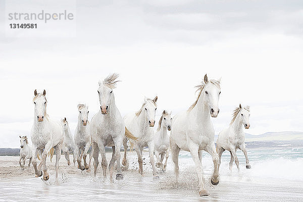 Weiße Pferde am Strand