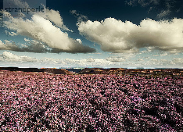 The Long Mynd  Shropshire  England