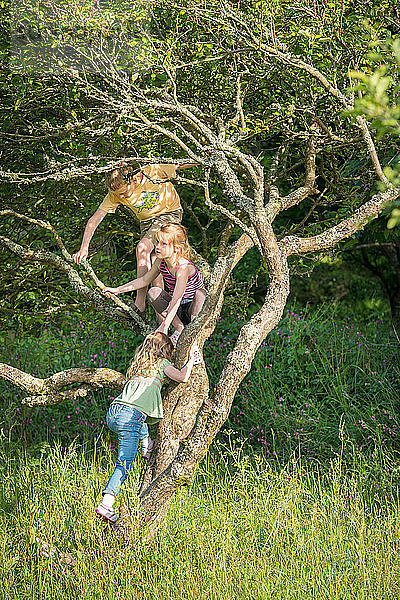 Kinder klettern auf einen Baum in einem grasbewachsenen Feld