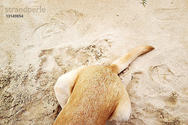 Teilweise verdeckter Hund auf Sand