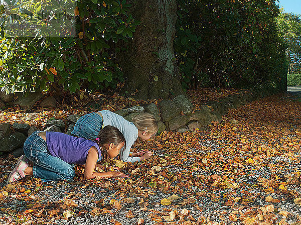 Zwei Mädchen suchen auf Herbstblättern