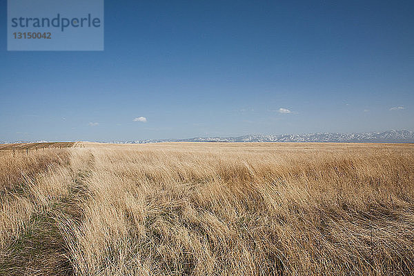 Feld mit trockenem Gras  Idaho  USA