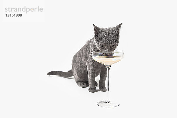 Russisch Blaue Katze trinkt aus einem Cocktailglas