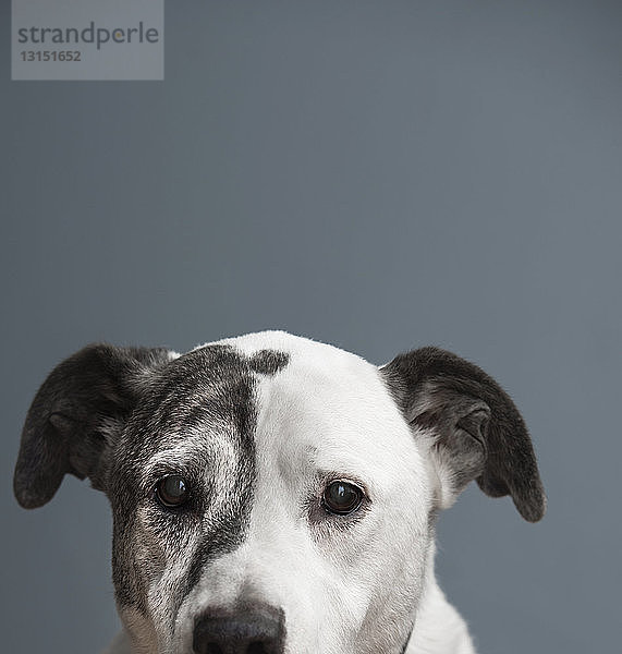 Porträt eines Mischlings aus Pitbull und Dogge