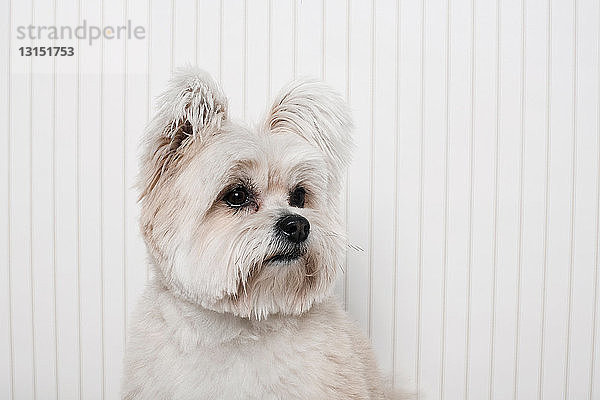 Porträt eines Yorkshire-Terrier-Mix-Hundes