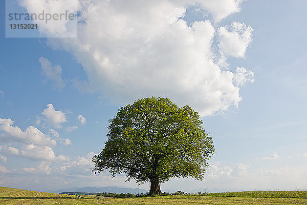 Einzelner Baum im Feld