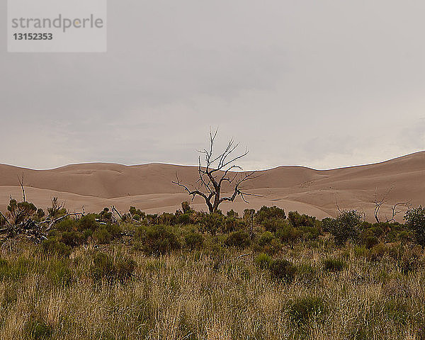 Ein Baum im Sanddünen-Nationalpark  Colorado  USA