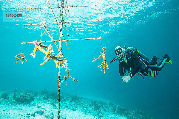 Taucher untersucht Baum in Korallenbaumschule