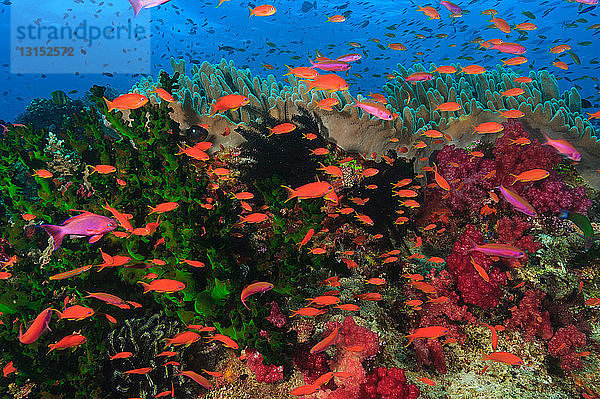 Bunte Fische schwimmen im Korallenriff