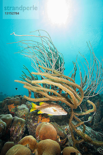 Fische und Pflanzen am Unterwasser-Riff