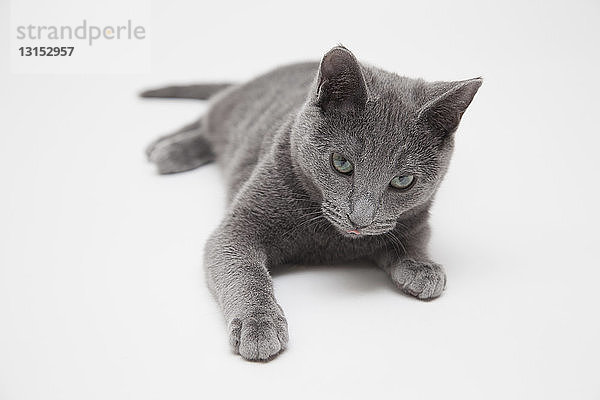 Studio-Porträt eines aufmerksamen russisch-blauen Kätzchens  das auf der Vorderseite liegt