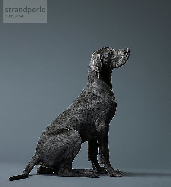 Porträt eines großen Hundes im Profil