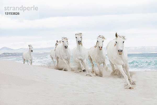 Pferde am Strand