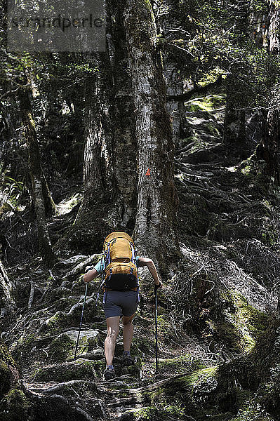 Frau beim Wandern im Wald  Neuseeland