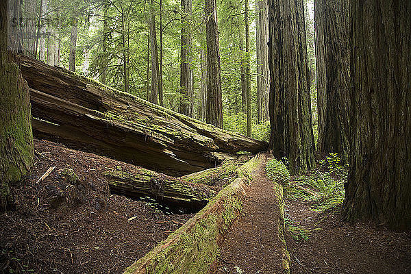 Umgefallene Bäume  Redwoods National Park  Kalifornien  USA