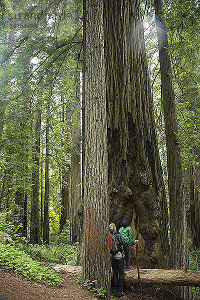 Vater und Sohn im Redwoods-Nationalpark  Kalifornien  USA
