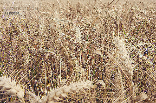 Nahaufnahme von Weizenähren im Weizenfeld