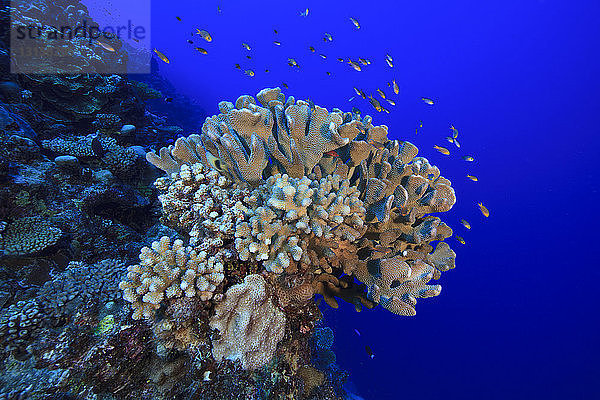 Rifffische schweben über einem Korallenkopf im Palmerston-Atoll  Cook-Inseln