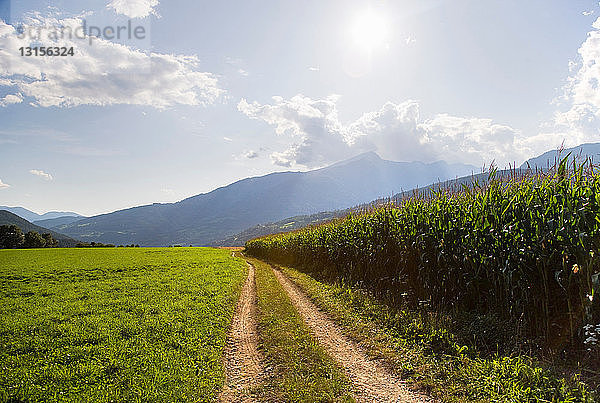 Weg entlang eines Maisfeldes auf einem Bauernhof