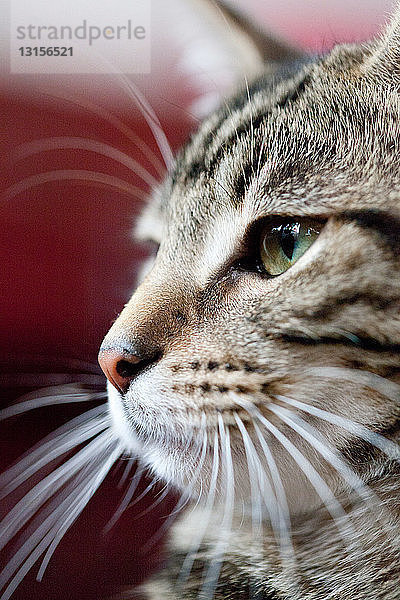 Porträt einer Katze  Nahaufnahme