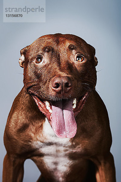 Porträt eines Pitbulls mit herausgestreckter Zunge