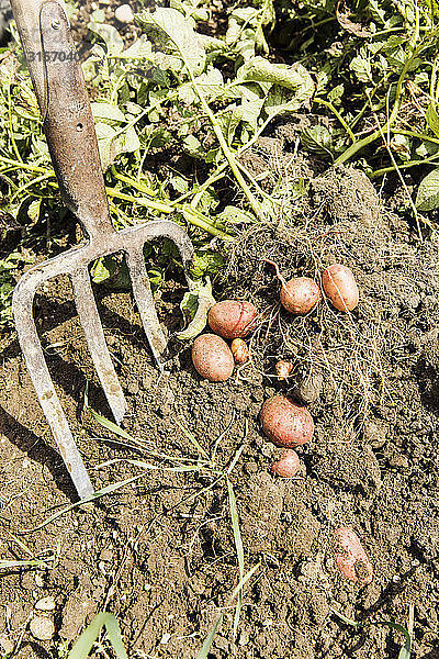 Landwirt bei der Kartoffelernte im Biohof
