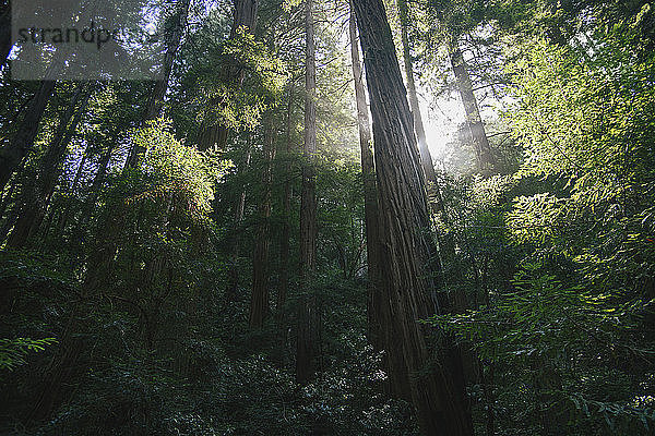 Wald im Sonnenlicht  Mill Valley  Marin County  Kalifornien  USA