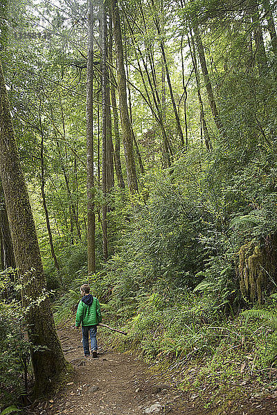 Junge geht auf einem Pfad  Redwoods National Park  Kalifornien  USA