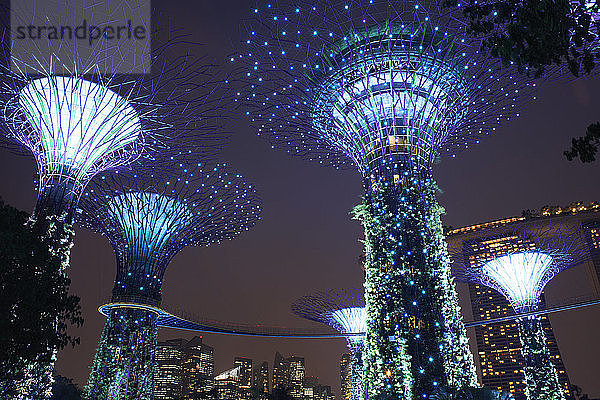 Niedriger Blickwinkel auf den Supertree Grove in den Gärten an der Bucht bei Nacht  Singapur