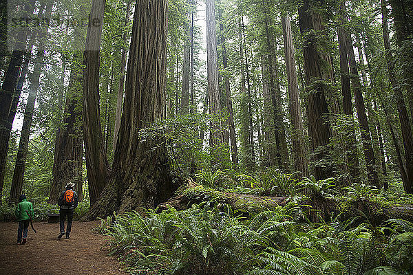 Vater und Sohn im Redwoods National Park  Kalifornien  USA
