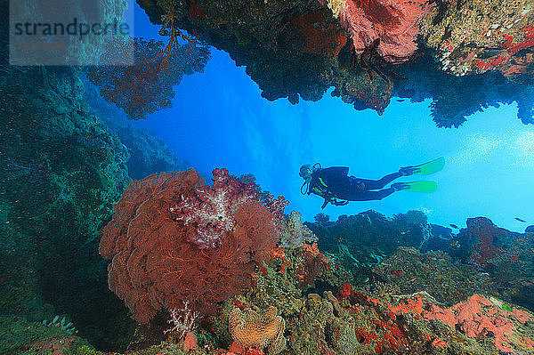 Taucher schwimmt im Korallenriff
