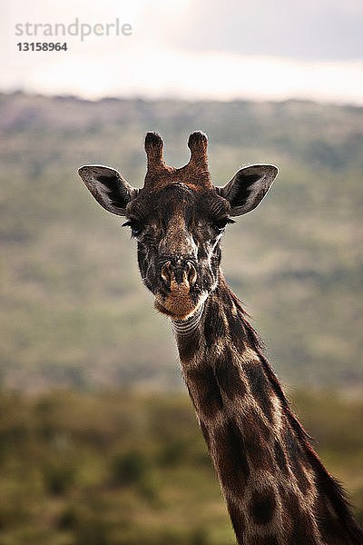 Nahaufnahme des Gesichts einer Giraffe