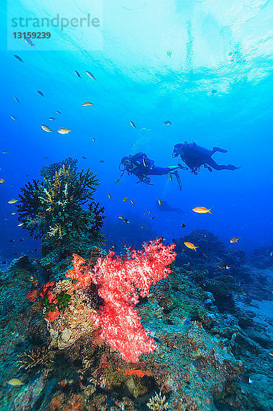 Taucher schwimmen im Korallenriff